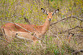 Impala (Aepyceros melampus). Mpumalanga female. South Africa.