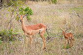 Impala (Aepyceros melampus) lamb (fawn). Mpumalanga. South Africa.