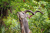 Greater kudu or kodoo (Tragelaphus strepsiceros) male feeding or browsing. Mpumalanga. South Africa.