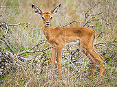 Impala (Aepyceros melampus) lamb (fawn). Mpumalanga. South Africa.