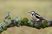 Blue tit (Cyanistes caeruleus) Great spotted woodpecker (Dendrocopos major) facing each other on a branch