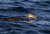 Great northern diver (Gavia immer) swiming while eating a crayfish, England