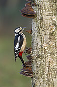Great spotted woodpecker (Dendrocopos major) perched on a birch, England