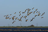 Greylag goose (Anser anser) in flight, England