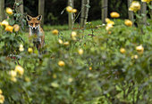 Red fox (Vulpes vulpes) amongst roses, England