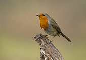 Robin (Erithacus rubecula) perched on a tree stump, England