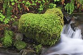 Moss covered stone, Washington, USA