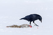 American Crow (Corvus brachyrhynchos) eating the corpse of an Eastern Grey Squirrel (Sciurus carolinensis) killed by a fox. Mauricie region. Quebec. Canada