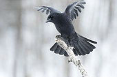 American Crow (Corvus brachyrhynchos) perched on the end of a dead branch. Saint Mathieu du Parc. Quebec. Canada