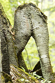 Tree resembling two legs. Paper birch (Betula papyrifera). Mauricie region. Quebec. Canada.