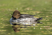 Common Goldeneye (Bucephala clangula) female resting on the water and watching, La Mauricie National Park. Quebec. Canada