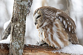 Saw-whet owl (Aegolius acadicus) perched on a branch with prey and watching. Mauricie region. Quebec. Canada
