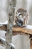 Saw-whet owl (Aegolius acadicus) perched on a branch with prey and watching. Mauricie region. Quebec. Canada