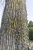 Black walnut (Juglans nigra), bark