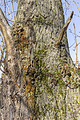 Berlin's Poplar (Populus berolinensis), bark
