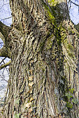 Dutch elm (Ulmus hollandica) 'Doodens', bark