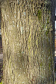 Red Oak (Quercus rubra americana), bark