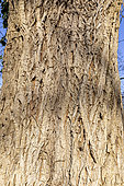 White Ash (Fraxinus americana) 'Autumn Purple', bark