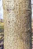Yellow buckeye (Aesculus flava), bark