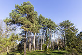 Corsican pine (Pinus nigra var. maritima)