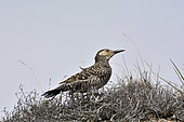 Chilean Flicker (Colaptes pitius), Torres del Paine National Park, XII Magallanes Region and Chilean Antarctica, Chile