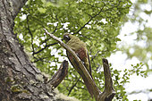 Austral Parakeet (Enicognathus ferrugineus) on a branch, Torres del Paine National Park, XII Magallanes Region and Chilean Antarctica, Chile