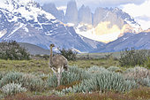 Lesser Rhea (Rhea pennata), Torres del Paine National Park, XII Magallanes Region and Chilean Antarctica, Chile