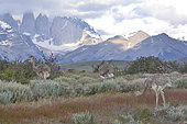 Lesser Rhea (Rhea pennata) eating at dawn, Torres del Paine National Park, XII Magallanes Region and Chilean Antarctica, Chile
