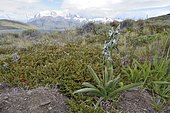 Magellan Orchid (Chloraea magellanica), Spring flowering, Torres del Paine National Park, XII Magallanes Region and Chilean Antarctic, Chile