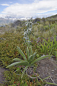 Magellan Orchid (Chloraea magellanica), Spring flowering, Torres del Paine National Park, XII Magallanes Region and Chilean Antarctic, Chile