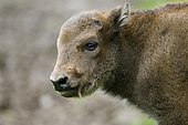 Bison, European bison (Bison bonasus), calf, captive, Thuringia, Germany, Europe