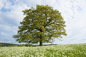 English oak (Quercus robur) stands in a meadow with cow parsley (Anthriscus sylvestris), solitary tree, Thuringia, Germany, Europe, Thuringe, Allemagne, Europe