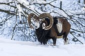 European mouflon (Ovis ammon musimon), Aries stands in the snow, captive, Saxony, Germany, Europe