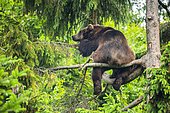 European Brown bear (Ursus arctos) sitting in a tree, National Park Bavarian Forest, Bavaria, Germany, Europe