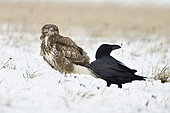 Western buzzard (Buteo buteo) and Carrion crow (Corvus corone) in snow, France