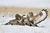 Battle of Western buzzards (Buteo buteo) in snow, France