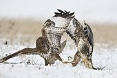 Battle of Western buzzards (Buteo buteo) in snow, France