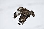 Western buzzard (Buteo buteo) in flight, France