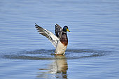 Mallard (Anas platyrhynchos) drake on water, Spain
