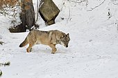 European Wolf (Canis lupus lupus) in the snow, Pyrenees, France