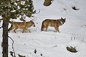 European Wolve (Canis lupus lupus) in the snow, Pyrenees, France