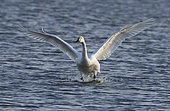 Bewick`s swan (Cygnus columbianus bewickii) landing in water, Slimbridge, England
