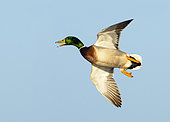 Mallard (Anas platyrhynchos) in flight, England
