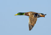 Mallard (Anas platyrhynchos) male in flight, England