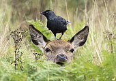 Red deer (Cervus elaphus) hind with a jackdaw (Corvus monedula) perched on her head, England