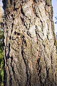 Western Yellow Pine (Pinus ponderosa var. scopulorum), bark