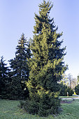 Caucasian Spruce (Picea orientalis)