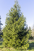 Norway spruce (Picea abies) 'Acrocona'