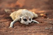 Meerkat (Suricata suricatta), adult, lying in the sand, Tswalu Game Reserve, Kalahari, North Cape, South Africa, Africa