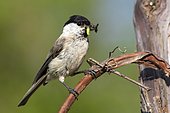 Marsh tit (Parus palustris) sits on a branch and has insects in his beak, Limbach, Burgenland, Austria, Europe